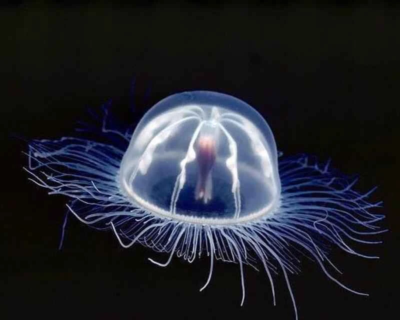Jellyfish lifespan: A comprehensive analysis
