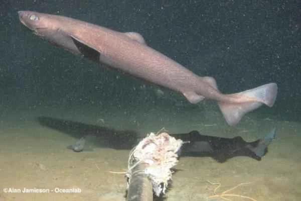 Mediterranean shark - Portuguese dogfish (Centroscymnus coelolepis)