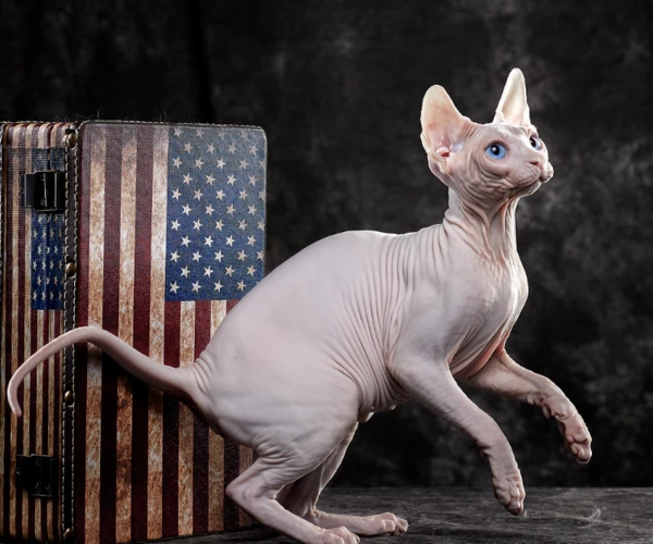 The top 10 most aggressive cat breeds, ranked from strongest to weakest.