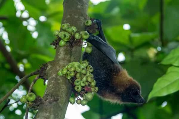 Bat species - Egyptian fruit bat (Rousettus aegyptiacus)
