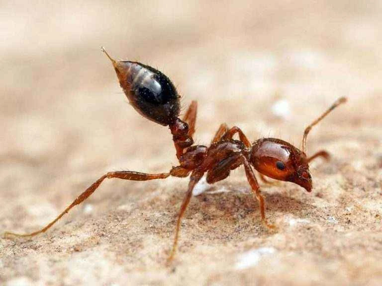 Detailed introduction and living habits of red ants