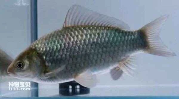 The boneless crucian carp has been bred by the Chinese Academy of Sciences, so you no longer have to worry about getting bones stuck in your throat when eating crucian carp.