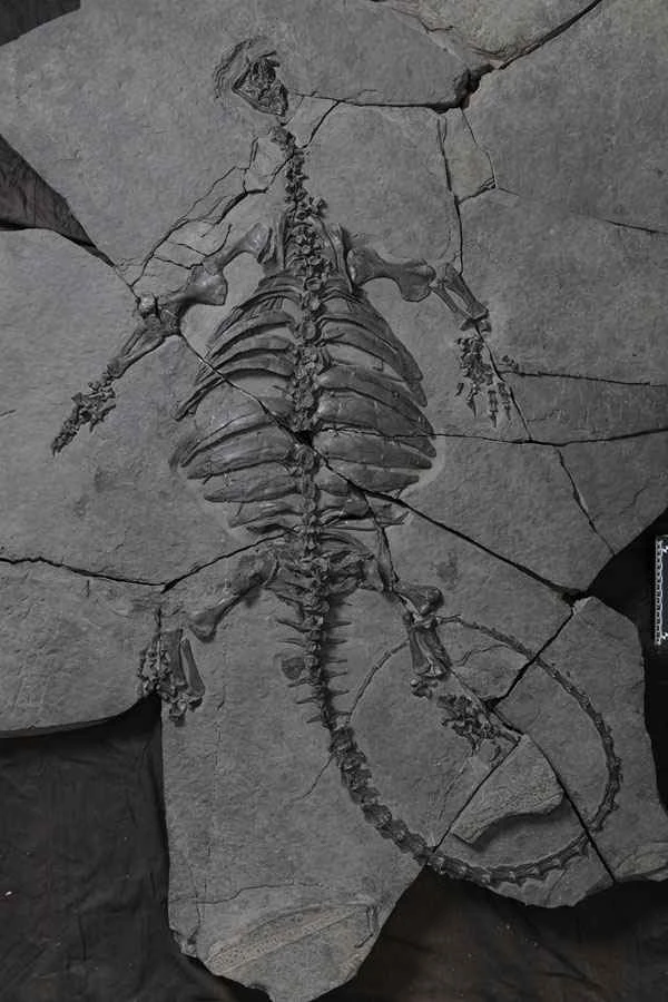 Characteristics of the primitive turtle species *Eriocheir sinensis*