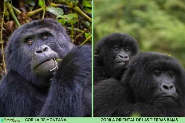 Gorilla species - Eastern gorilla
