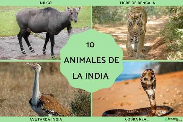 India's Top Ten Animals: Names and Descriptions