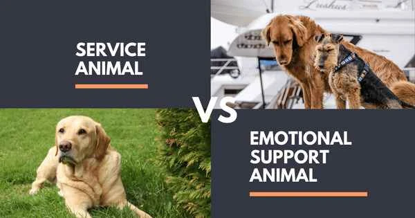 How to distinguish between service animals and emotional support animals