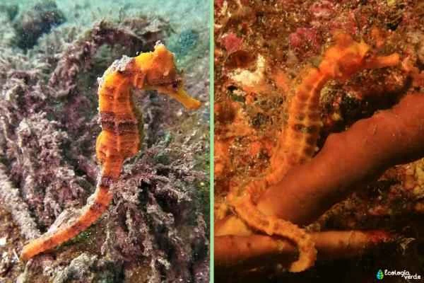Tipos de caballitos de mar - Caballito del mar Caribe (Hippocampus ingens)