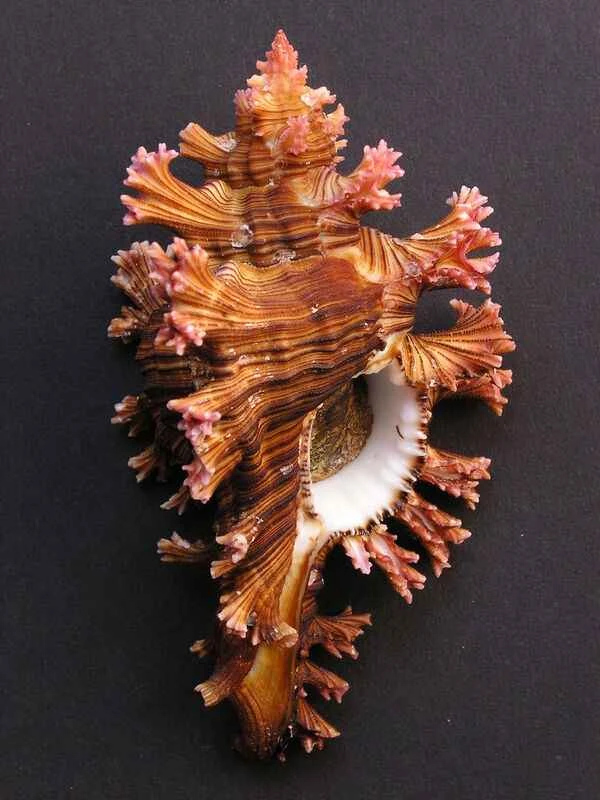 2023110711294217.jpeg 6.jpeg