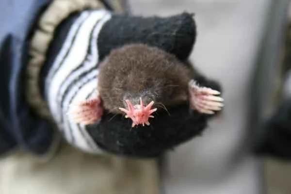 Tipos de topos - Topo de nariz estrellada (Condylura cristata)