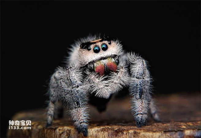 Detailed introduction and living habits of spiders