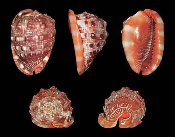 One of the world's ten most famous conches has survived for hundreds of millions of years.
