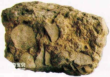 Evolution and function of foraminifera