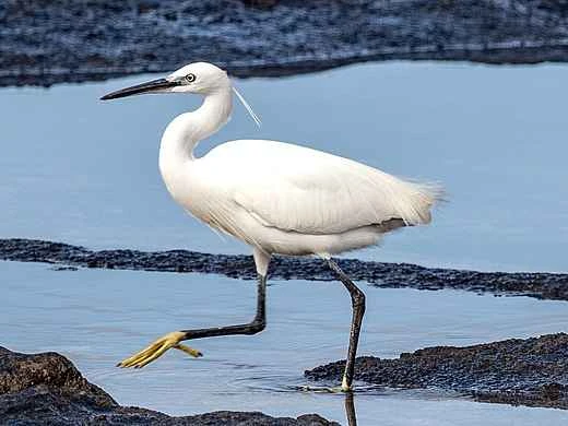 Detailed information and habits of egrets