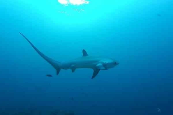 Endangered shark – the pelagic thresher shark