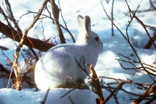 Arctic Hare Encyclopedia: Detailed Explanation of Morphological Characteristics, Distribution Habitat, and Main Food Sources