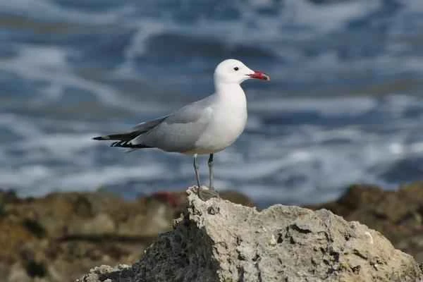 Mediterranean seabird - Olduan Gull