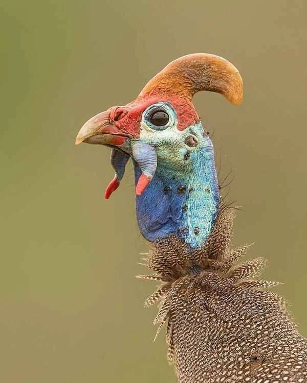 Helmeted Guinea Finch: Nature's Wonderful Feather Garment