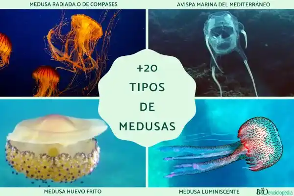 20 Common Mediterranean Jellyfish Species: Identification Characteristics, Distribution, and Sting Risk