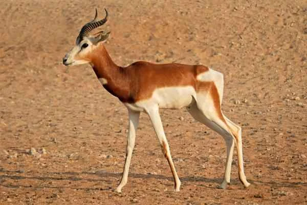 Tipos de gacelas - Gacela dama