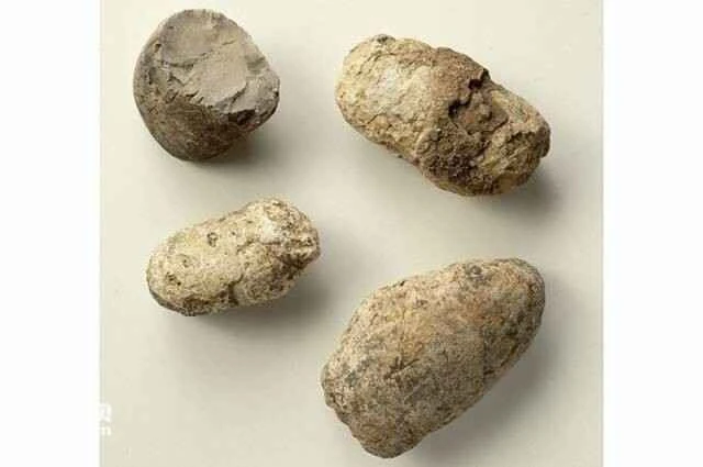 Four types of dinosaur coprolites 四种恐龙粪化石