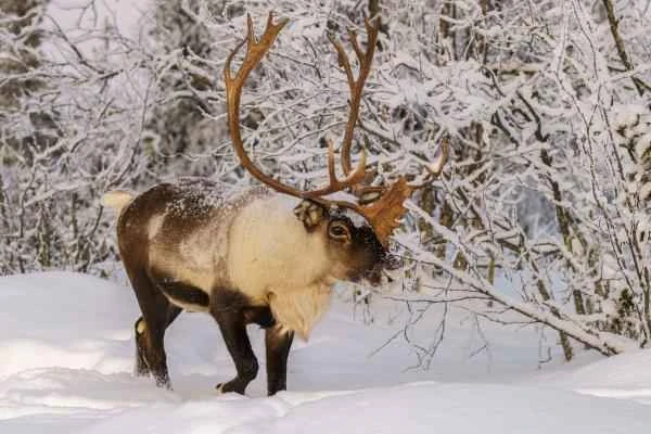 Caribou (Rangifer tarandus): Introduction, Types, Habitat and Diet