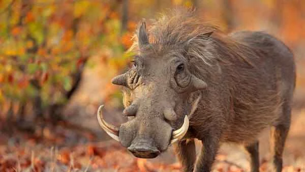 Warthog: A unique wild boar from Africa