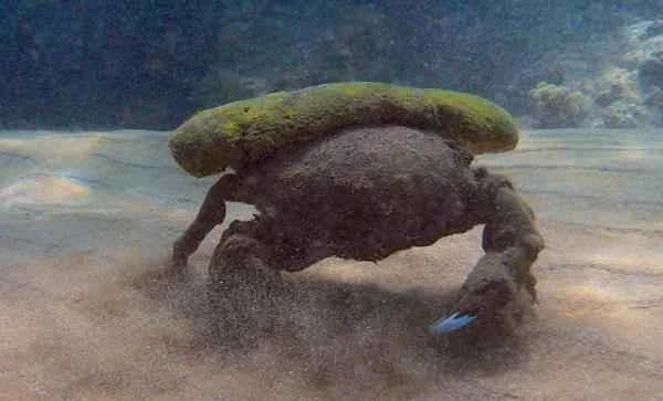 Crab varieties - Sponge crab (Dromia personata)