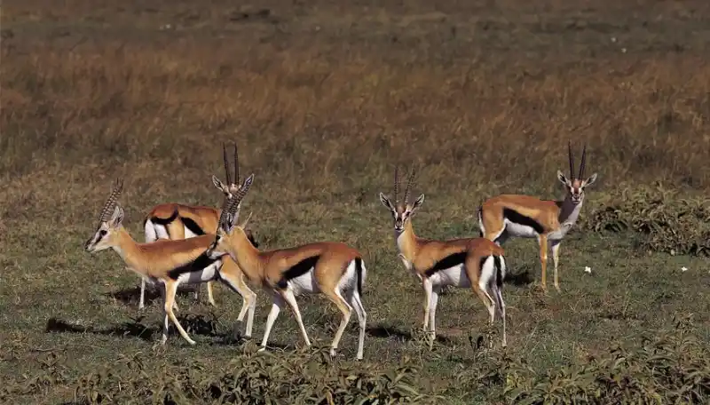 Exploring the characteristics of the antelope: the agile antelope of nature