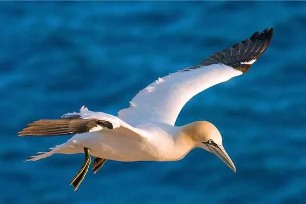 Mediterranean seabirds - Atlantic gannets