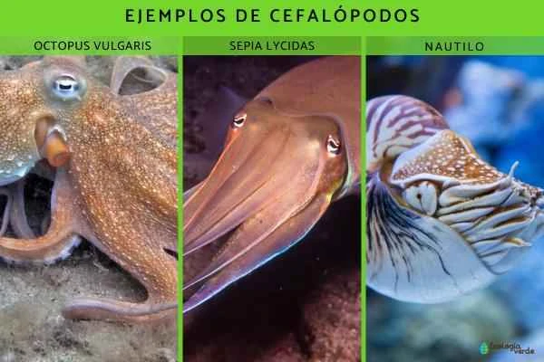 Cefalópodos: qué son, ejemplos and características - Ejemplos los cefalópodos