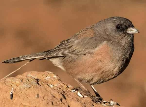 Especies endémicas de Baja California - Junco de Guadalupe (Junco insularis)