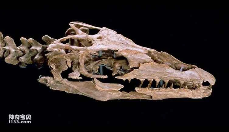 Cretaceous Period: What was Earth like before the extinction of the dinosaurs?