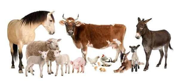 Freud's Top Agricultural Animals: A Comprehensive Guide to Agriculture