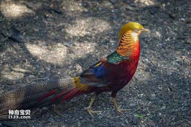 The world's ten most beautiful birds