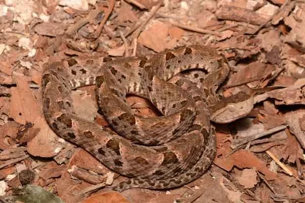 Serpientes de Yucatán - Nauyaca real (Bothrops asper)