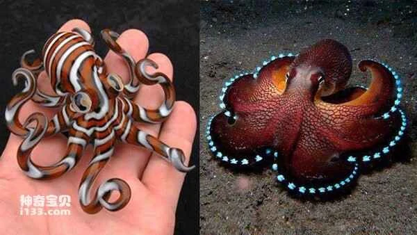 The world's top ten most beautiful octopuses