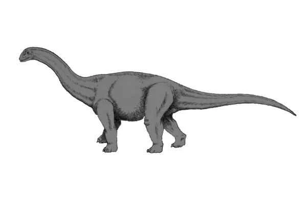 Dinosaurios encontrados en España - Cetiosaurus spp.