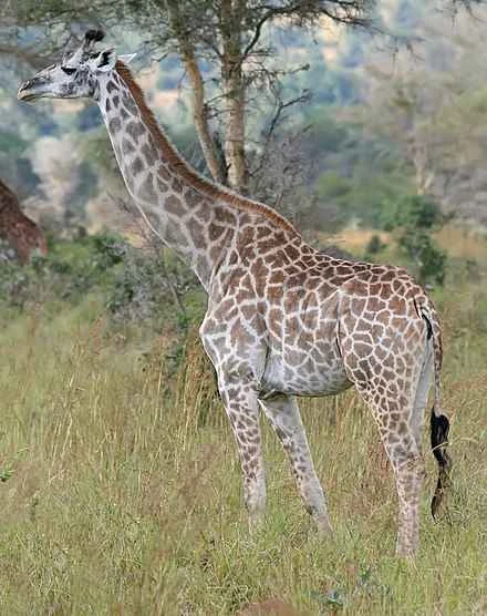 Detailed information and habits of giraffes