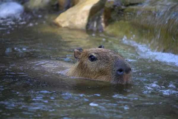Capibara: qué es, dónde vive y qué come - Dónde vive el capibara