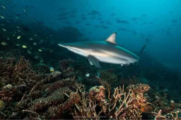Mediterranean shark - Shorttail shark (Carcharhinus brevipinna)
