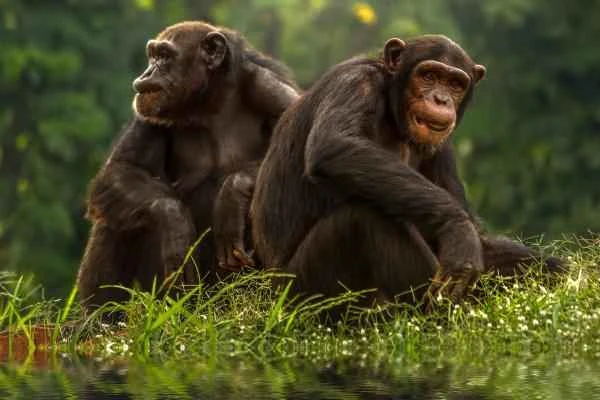 Why are chimpanzees on the verge of extinction? A detailed explanation of the main threats and conservation efforts.