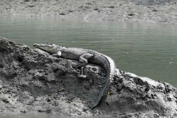 Cocodrilo marino: Características and dónde vive - Alimentación del cocodrilo marino