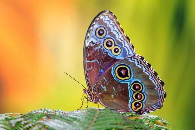 The World's Top 10 Most Beautiful Butterflies: A List of High-Value Butterflies and Quick Identification