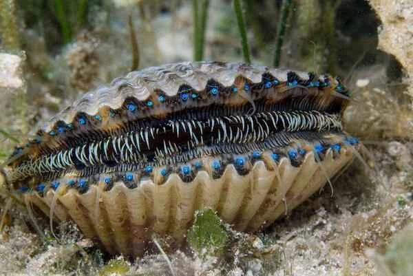 Scallop (scientific name: Pecten maximus) 扇贝(学名:Pecten maximus)