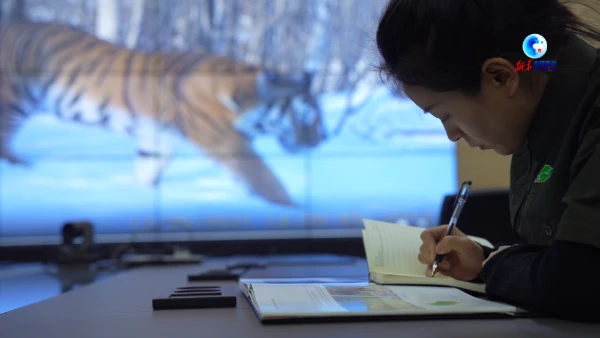 Siberian tiger "registrant" witnesses the return of tigers and leopards.