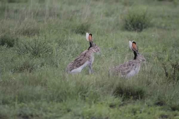 Animals in peligro de extinción in Guanajuato - Liebre de flancos blancos (Lepus callotis)