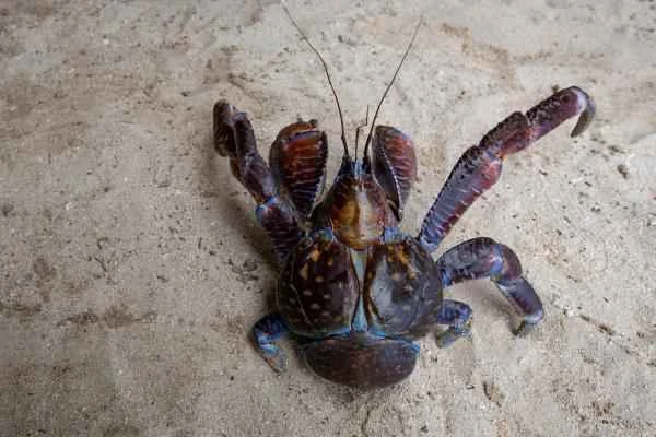 Cangrejo cocotero: características, come and go - Características del cangrejo cocotero