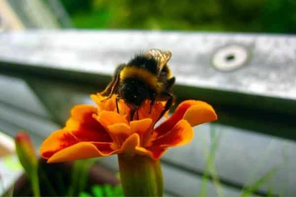 Animals en peligro de extinción en Puebla - Abejorro serrano (Bombus medius)