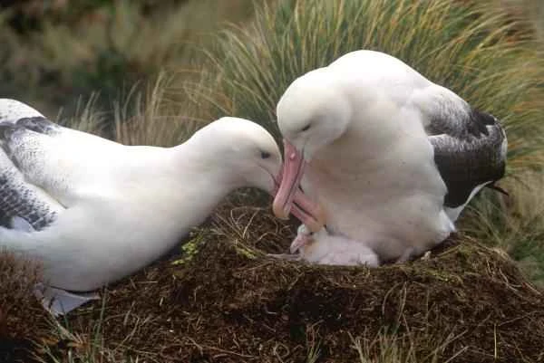 Albatros viajero: Características, dónde se encuentra y alimentación - Reproducción del albatros viajero