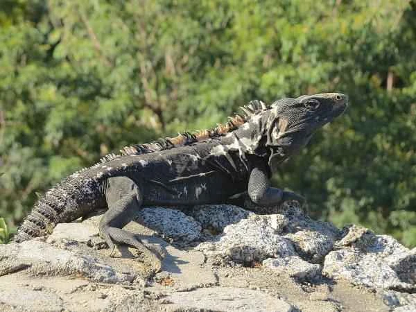 Tipos de iguanas - Iguana negra